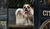 Hintergrund