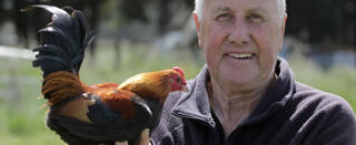 Pecking Order