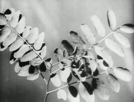 Foto im Vollbild