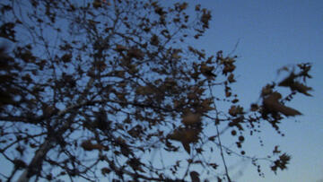 Foto im Vollbild