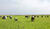 Hintergrund