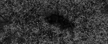 Foto im Vollbild