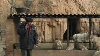 Three Castrated Goats