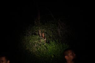 Foto im Vollbild