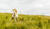 Hintergrund