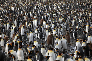 Ein Pinguin kommt selten allein