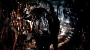 Foto im Vollbild