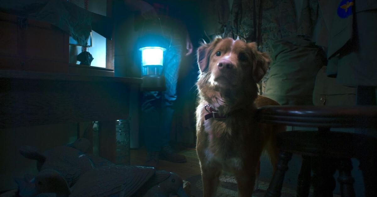 Good Boy - Trust his instincts | Film 2025 | Moviepilot