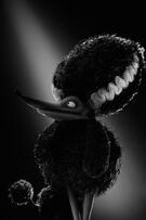 Foto im Vollbild