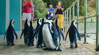 Stadt der Pinguine