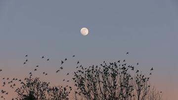 Foto im Vollbild