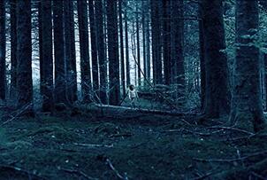 Foto im Vollbild