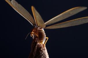 Foto im Vollbild