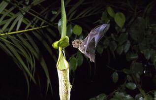 Foto im Vollbild