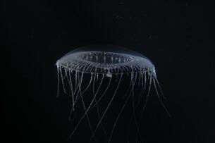 Foto im Vollbild