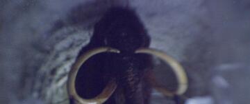 Foto im Vollbild