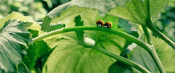 Foto im Vollbild
