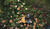 Hintergrund