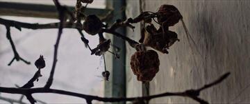 Foto im Vollbild