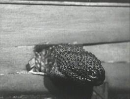 Foto im Vollbild