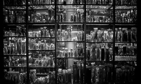 Galerie Foto