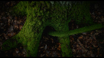 Foto im Vollbild