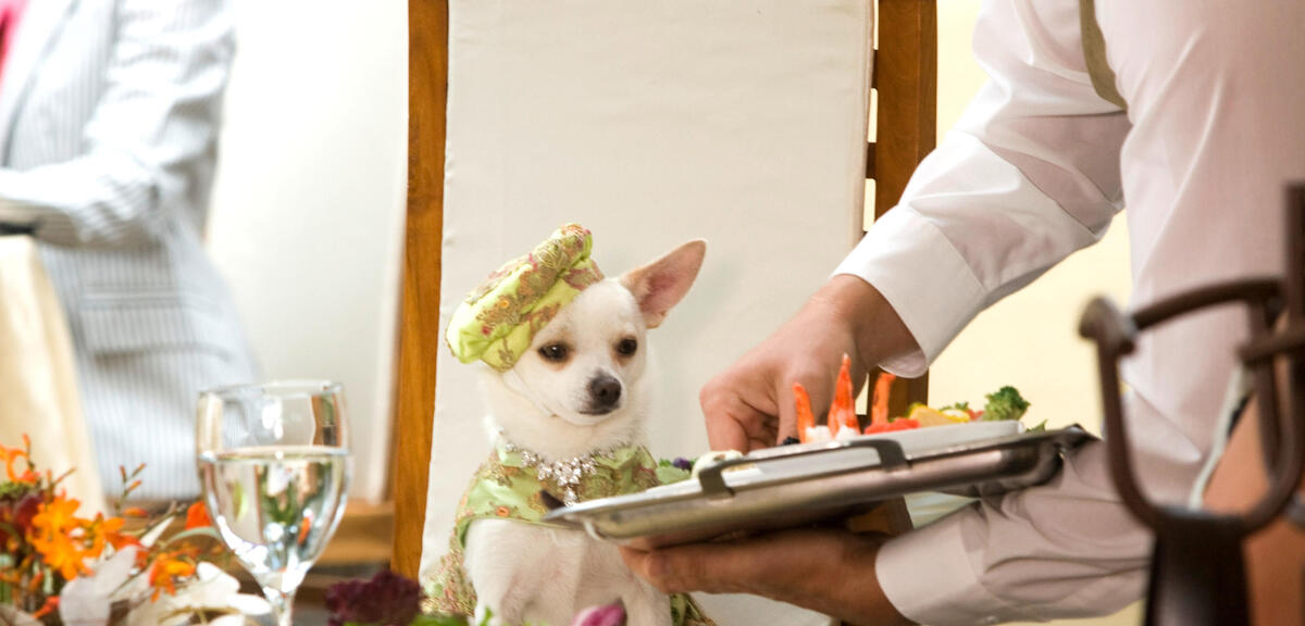 Beverly Hills Chihuahua