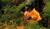 Hintergrund