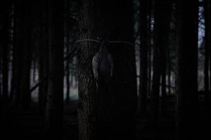 Foto im Vollbild