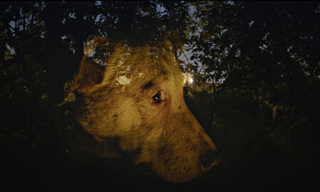 Galerie Foto