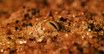 Foto im Vollbild