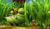 Hintergrund