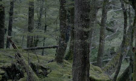 Galerie Foto