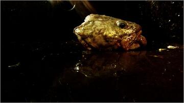 Foto im Vollbild