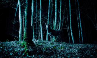 Foto im Vollbild