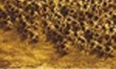 Galerie Foto