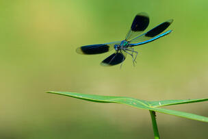 Foto im Vollbild