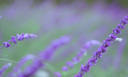 Galerie Foto