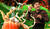 Hintergrund