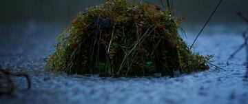 Foto im Vollbild