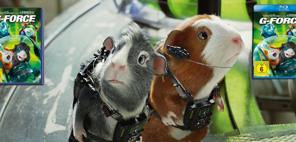 Die Meerschweine haben alles im Griff.