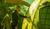 Hintergrund