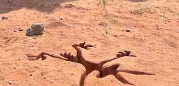 Bild zu:  Coyote vs. Acme