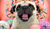 Hintergrund