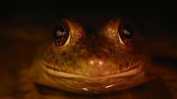 Foto im Vollbild