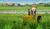 Hintergrund