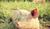 Hintergrund