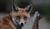 Hintergrund