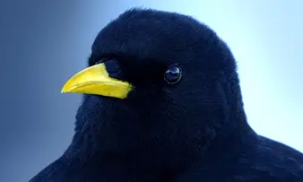 Foto im Vollbild