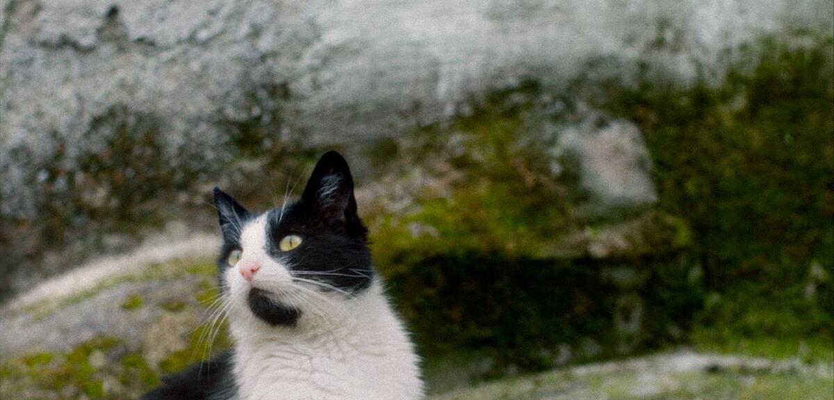 Stille Beobachter - Trailer (Deutsche UT) HD